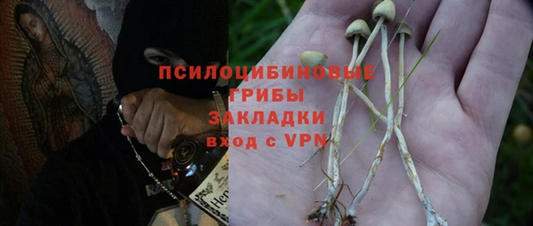 прущие грибы Вязьма